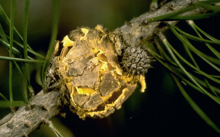 En gul, sprucken, klotformad utväxt på en kvist. Foto.