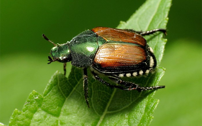 A beetle with a black and brownish body on a green leaf. Photo. 
