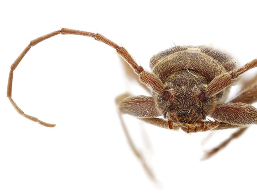 Close up of a beetle with long antennae from the front. Photo. 