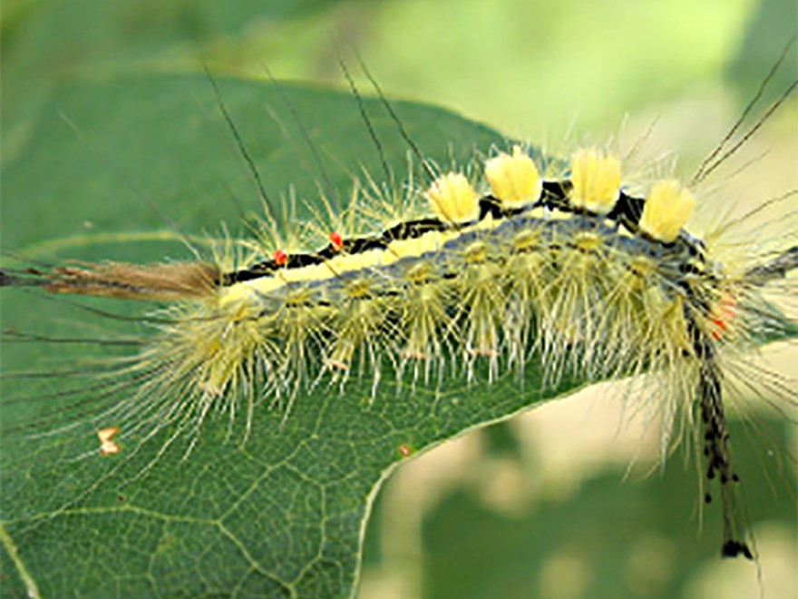 A spiny moth larvae on a green leaf. Photo.