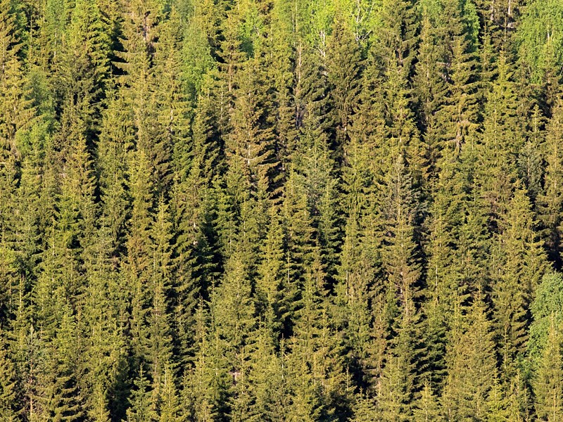 Productive forest land