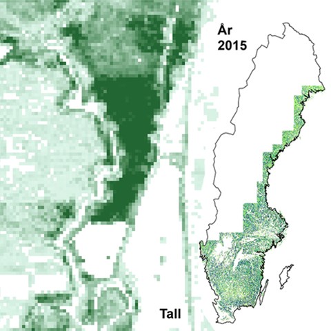 Skogslandskap avbildat med rutor i olika nyanser av grönt. Bild.
