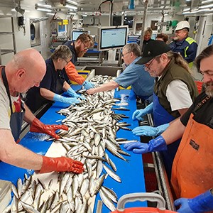 Sex personer i förkläden arbetar vid sorteringsbandet i Sveas fisklabb