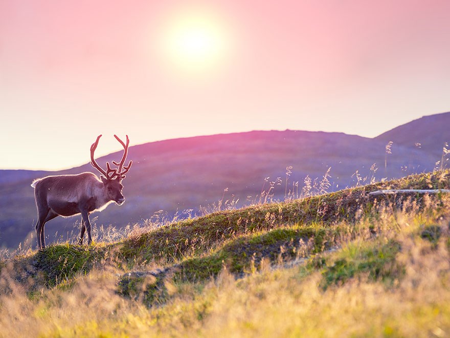 Reindeer in midnight sun. Photo.