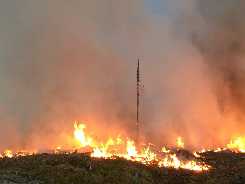 Skogsbrand. Foto.