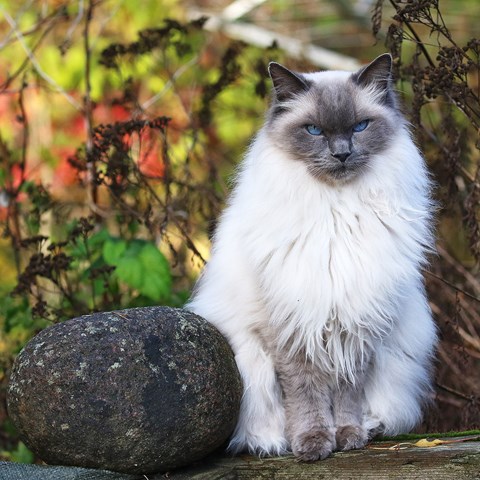 Ragdoll cat. Photo.