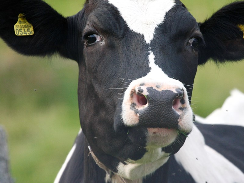 Close-up of a cow. Photo.