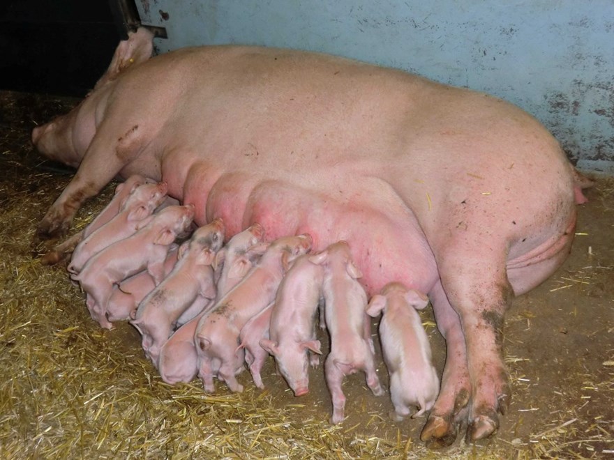 Sow nursing her piglets. Photo.