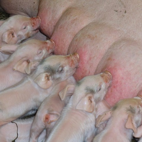Close-up of piglets nursing. Photo.