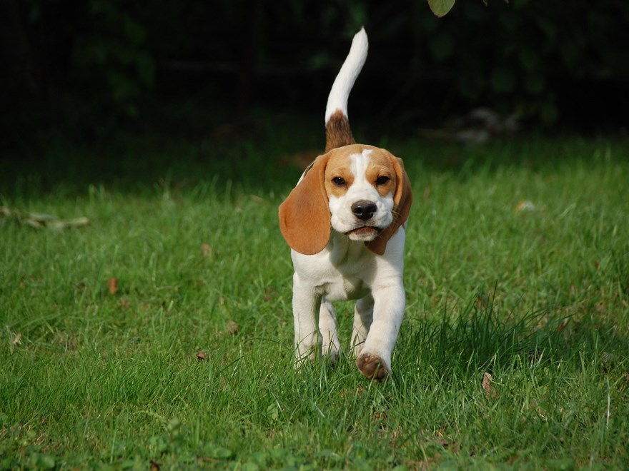 Beagel that is running on green grass. Photo.