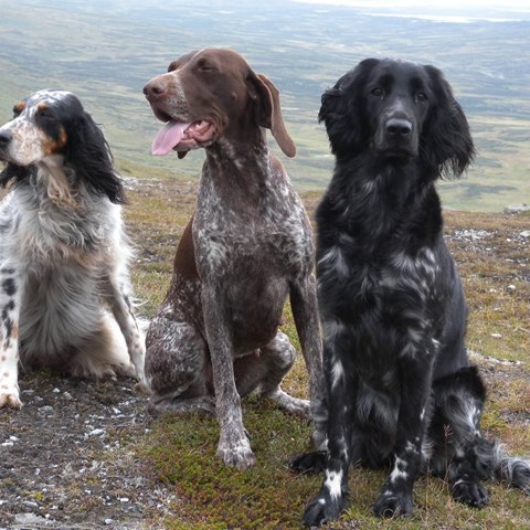 Tre hundar som sitter på led. Foto.