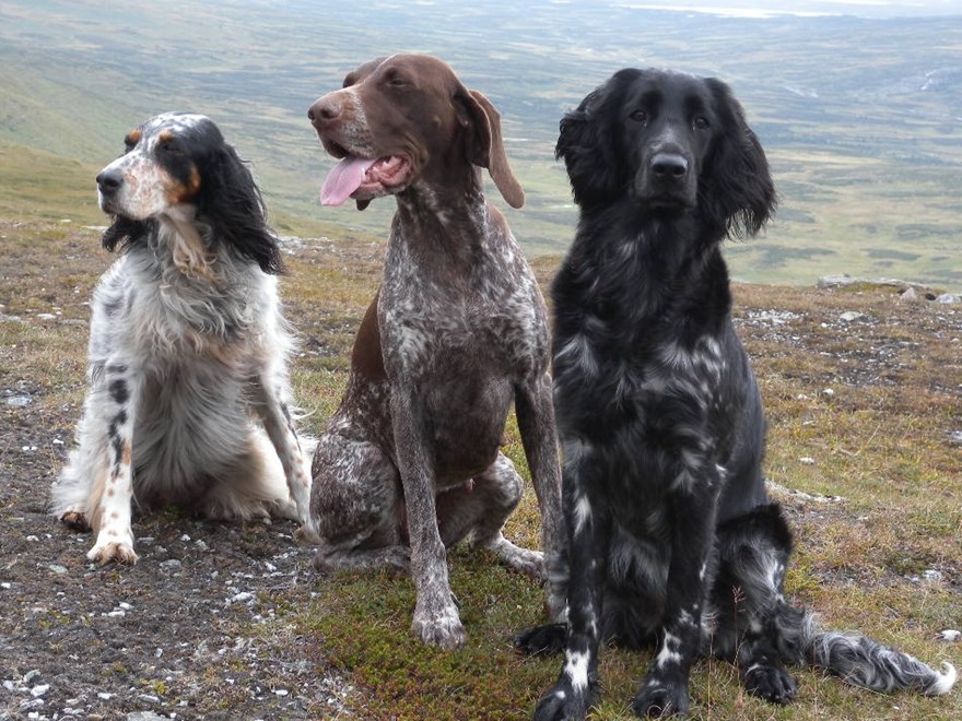 Tre hundar som sitter på led. Foto.