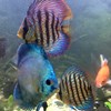 färgglada fiskar i akvarium