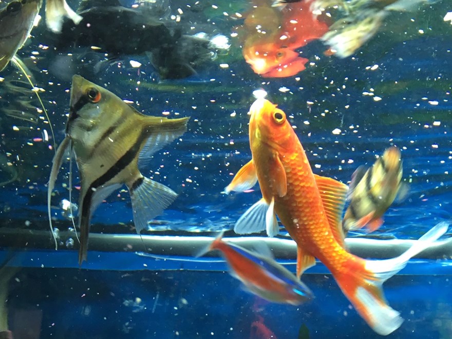 fiskar i akvarium