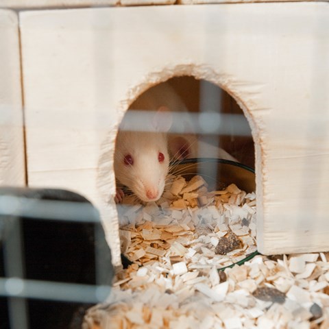 Vit råtta tittar ut ur hus i bur. Foto.