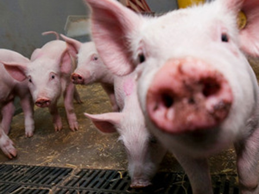 Pig, close-up, photo.