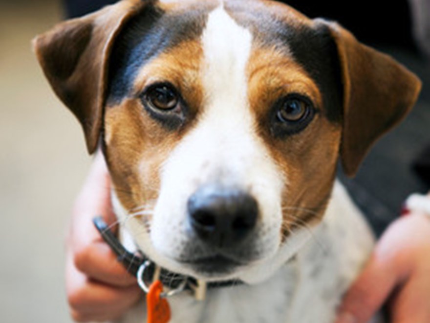 Dog portrait. Photo.