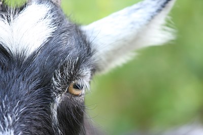 Close-up of a goat. Photo.