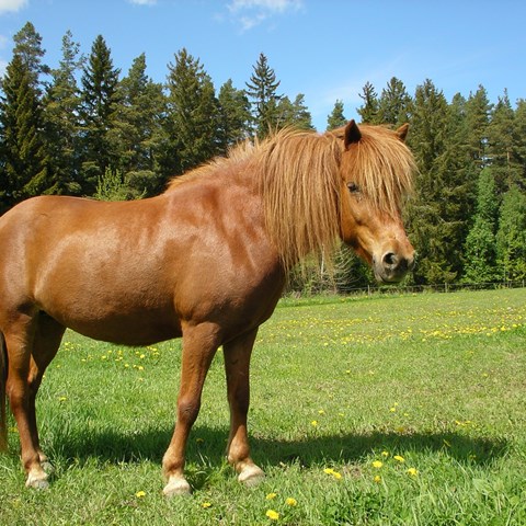 Brun häst på grönt gräs. Foto.