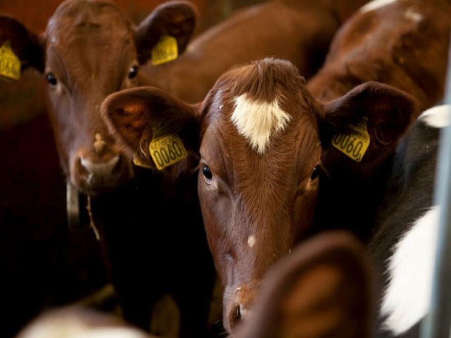 Close-up on calves. Photo.