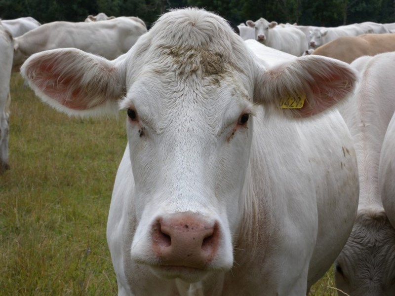 Close-up of a cow. Photo.