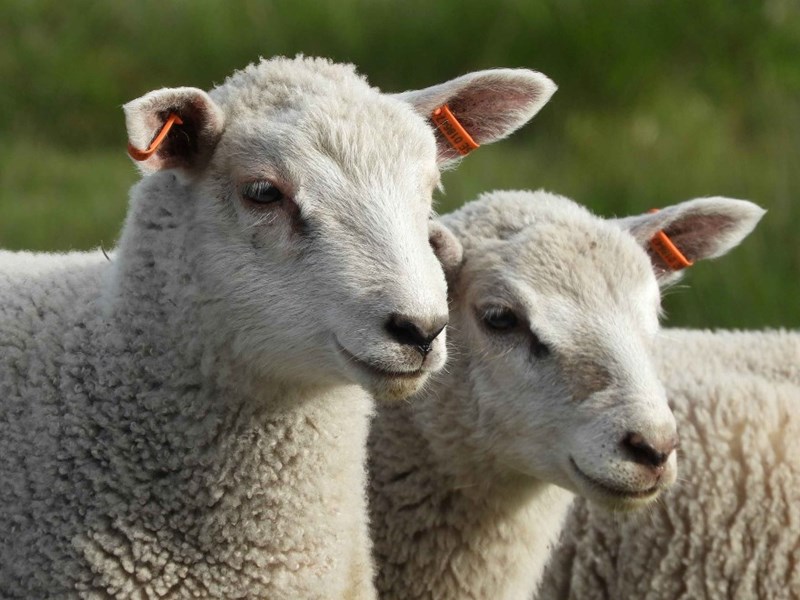 lambs close-up