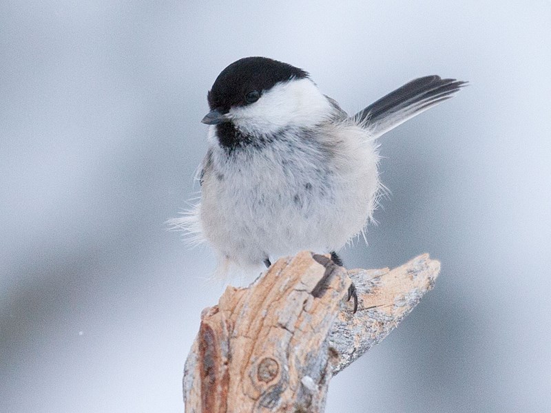 Marsh Tit on a weathered twig, photo