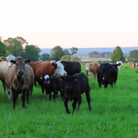 cattle on pasture