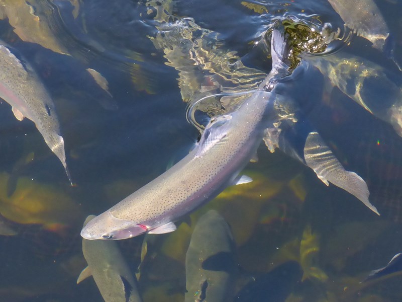 Fiskar som simmar runt i vatten. Foto.
