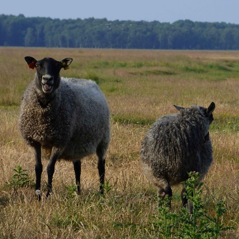 Sheep outdoor on an open plane. Photo.