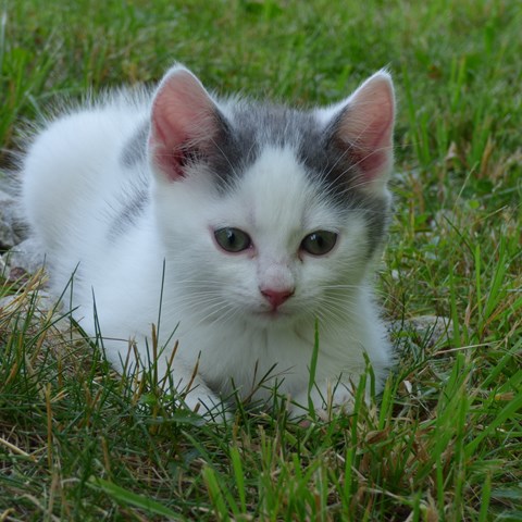 Kattunge i gräset. Foto.