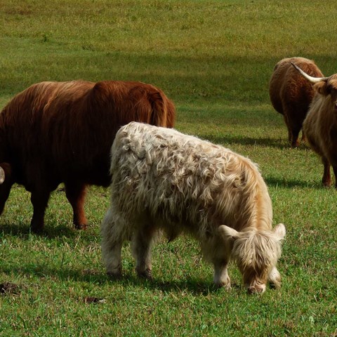 Highland cattle på bete. Foto.
