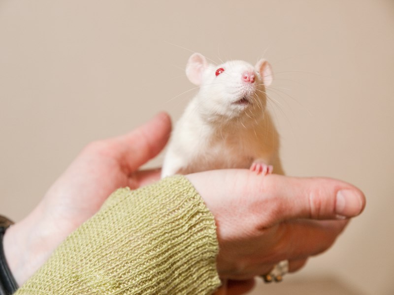 Rat sitting in a hand. Photo.