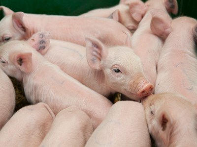 Piglets standing close to each other. Photo.