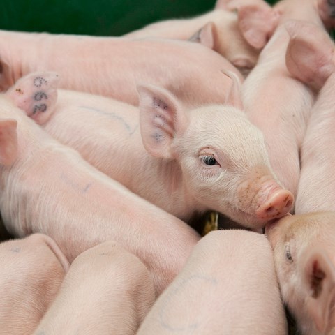 Piglets standing close to each other. Photo.