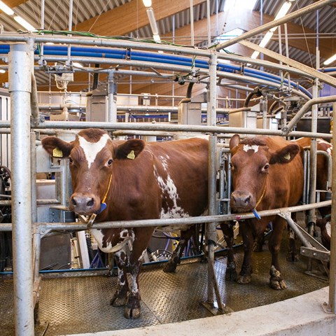 Ko i mjölkningskarusell. Foto.