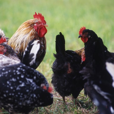 A group of chickens. Photo.