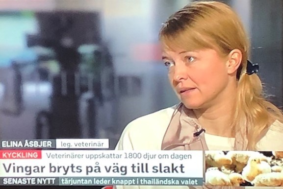 Elina Åsbjer interviewed on TV. Photo.