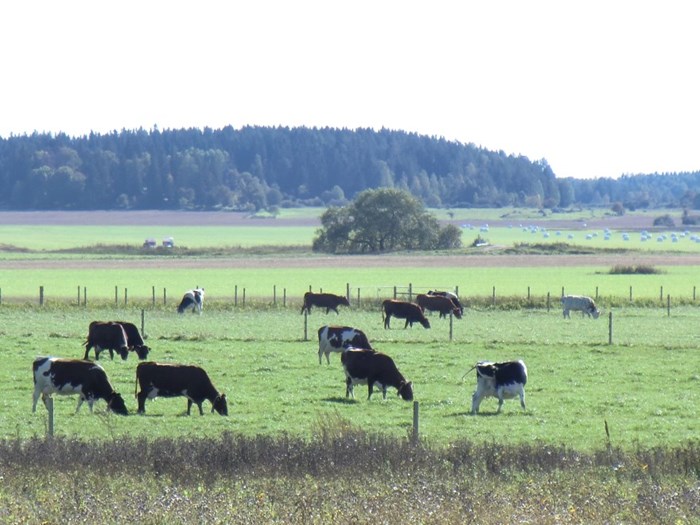 mjölkkor på sommarbete