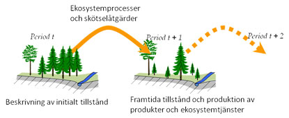 Schematisk beskrivning över ekosystemprocesser och skötselåtgärder i en skog. Två bilder sammanlänkade av en heldragen pil beskriver: Bild 1) initialt tillstånd i period t, Bild 2) framtida tillstånd och produktion av produkter och ekosystemtjänster i period t+1. En streckad pil från bild 2 pekar mot en framtida simulerad händelse, period t+2.