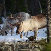 Three reindeers grazing in a partially snow-covered conifer forest