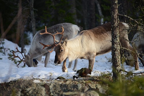 Tre renar betar i en delvis snöbeklädd granskog 