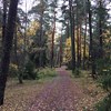 En stig genom olikåldrad blandskog i höstskrud