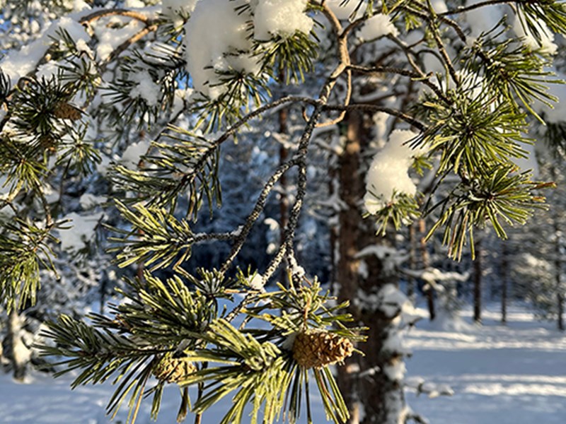En tall i vinterskrud