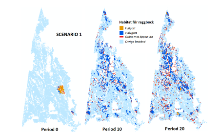 I period noll syns ett samlat fullgott habitat för raggbock. Period 10 så är det fullgoda habitatet utspritt. Nu finns även stora delar halvgott habitat över en större yta. Period 20 så har både fullgott och halvgott habitat växt ytterligare