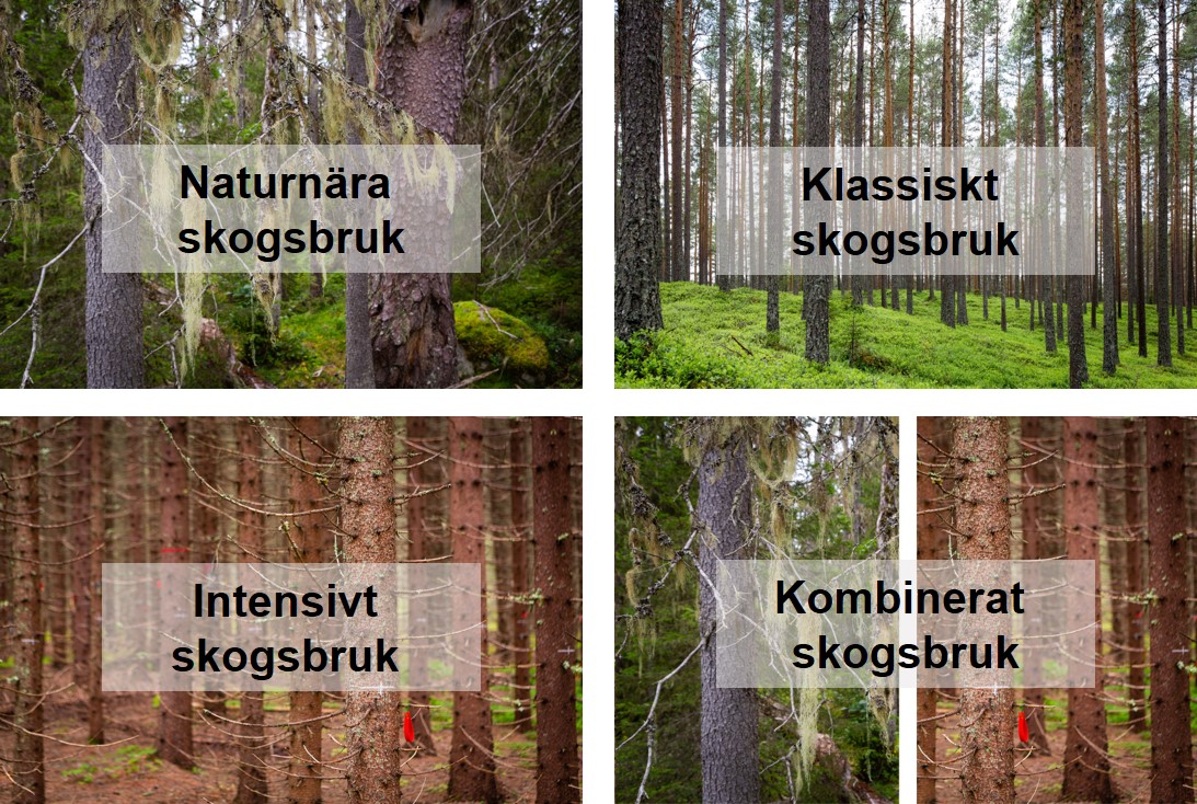 Figuren illustrerar de fyra skötselscenarierna och hur de skulle kunna se ut i praktiken. Bild 1, som illustrerar det naturnära scenariot visar en flerskiktad granskog med hänglav. Bild 2, som illustrerar det klassiska scenariot, visar en äldre enskiktad tallskog med raka stammar. Bild 3, som illustrerar det intensiva scenariot, visar en tät enskiktad granskog. Bild 4, som illustrerar det kombinerade scenariot, visar en kombination av en flerskiktad granskog med hänglav och visar en tät enskiktad granskog.