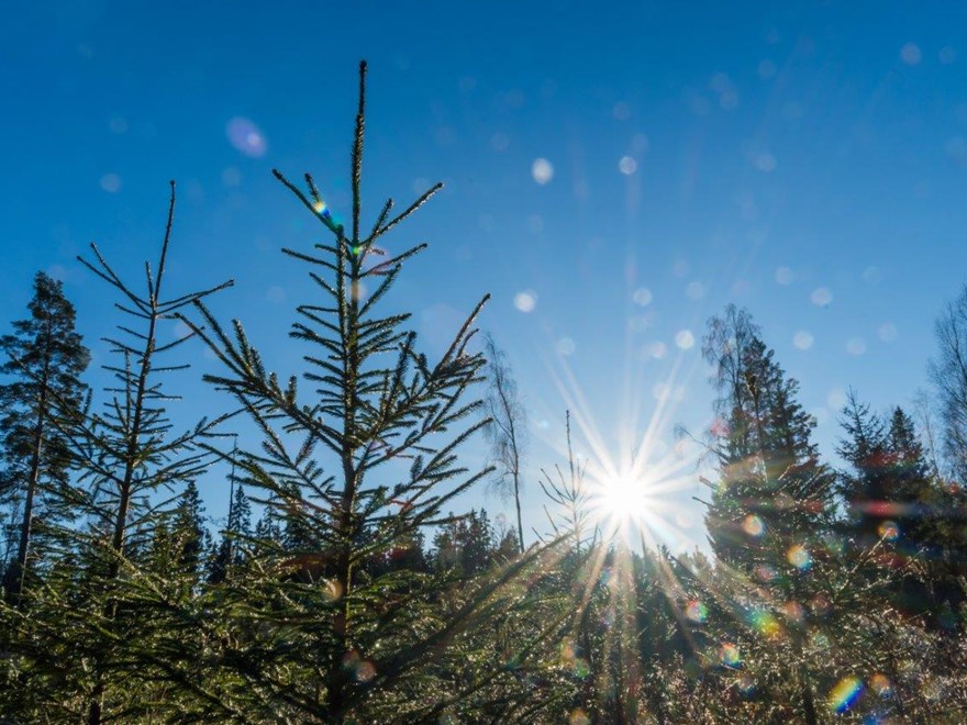 Granplantor i solsken