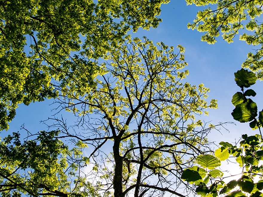 Kala grenar på ett lövträd mot blå himmel. Foto.