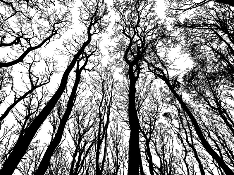 skogsträd sett utifrån