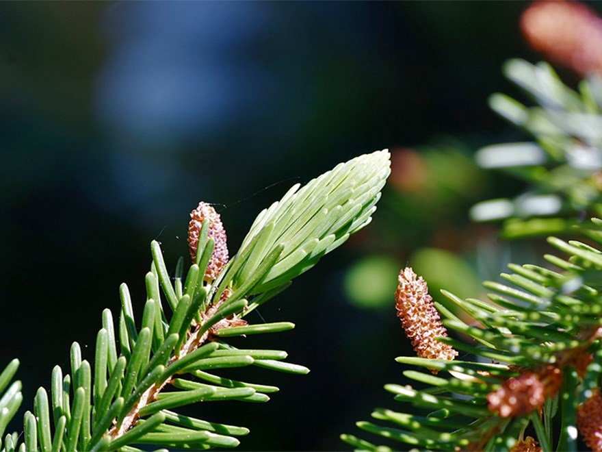 Spruce twig. Photo.
